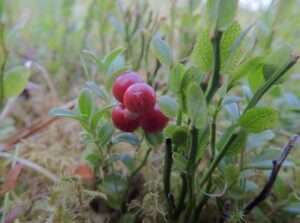 Cowberry