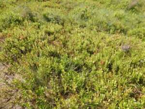 Blaeberry patch