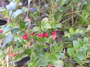 Cowberry