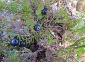 Crowberry