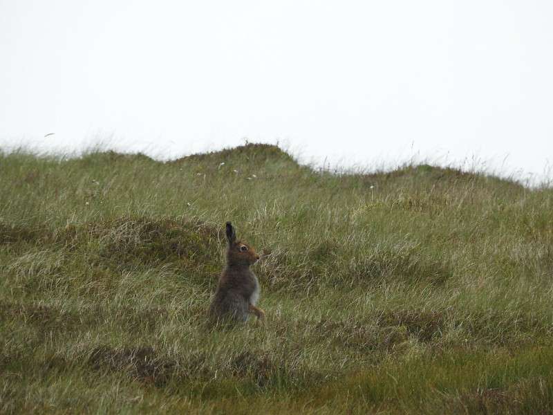 Hare