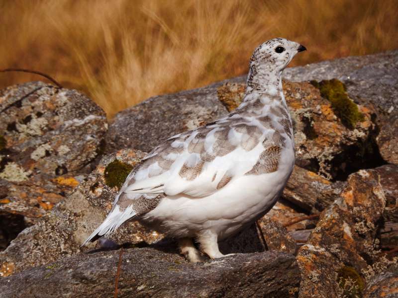 Ptarmigan