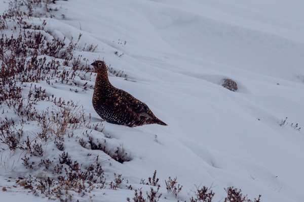 Grouse