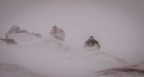 Ptarmigan