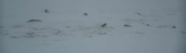 Snow Bunting