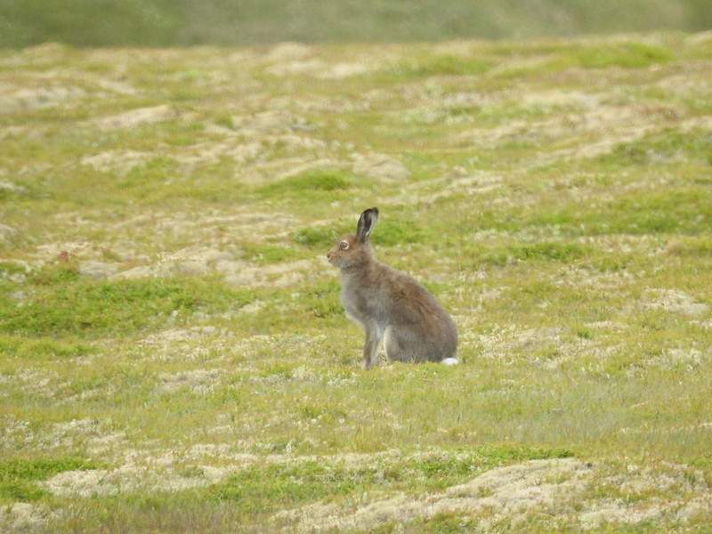 Mountain Hare