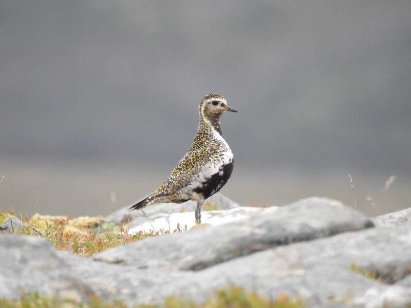 Golden Plover
