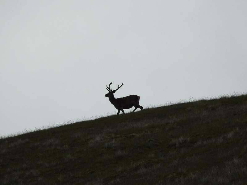 Stag