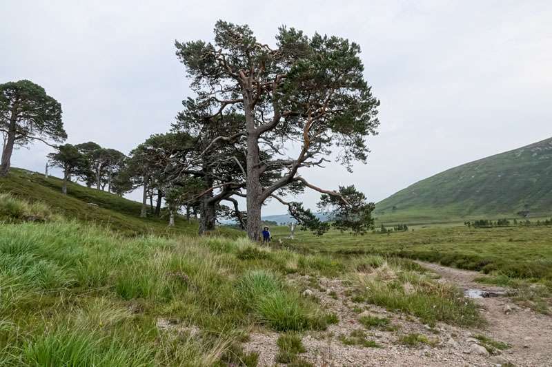 Scots pine