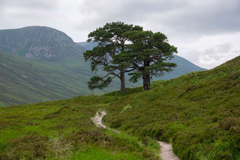 Scots pine