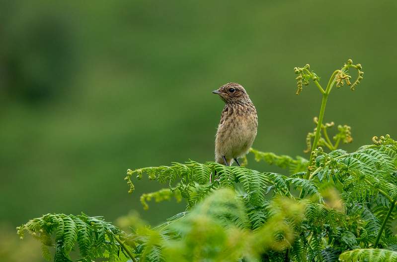 Sparrow