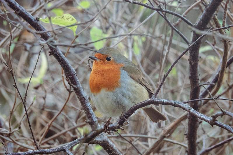 Robin