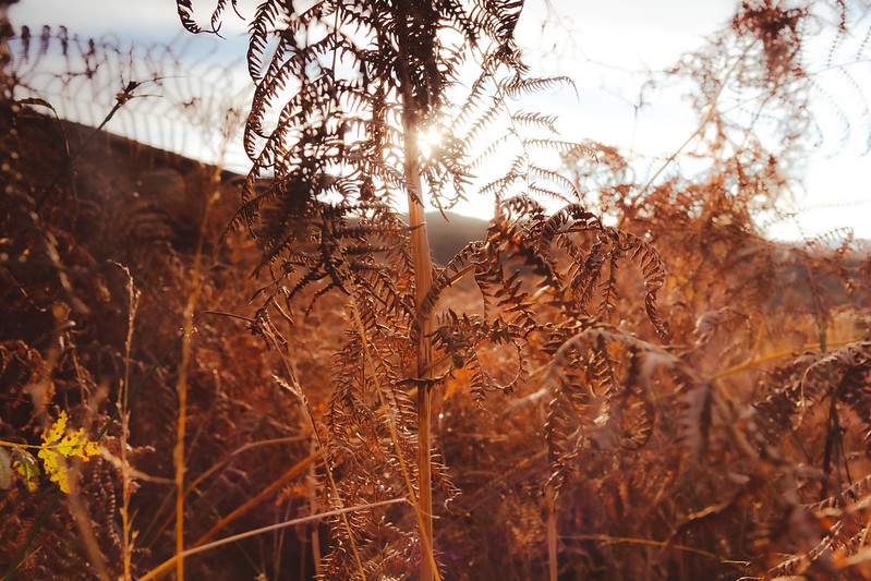 Autumn sunrise and some bracken
