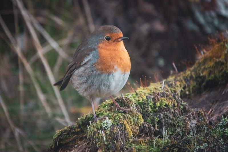 Robin