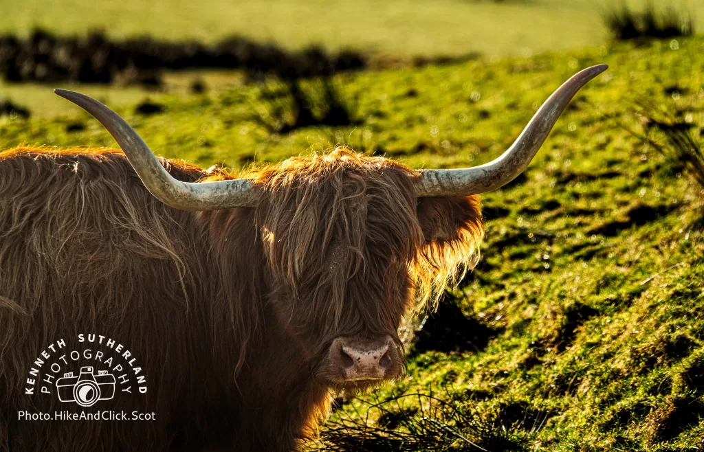 Highland cow