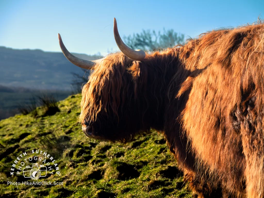 Highland Cow