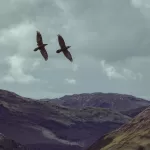 Ravens in flight